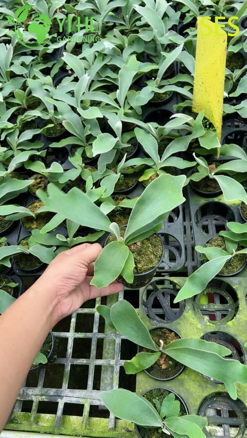 Wholesale Philodendron 'Celsos' Potted Plants for Indoor Tropical Foliage Decor