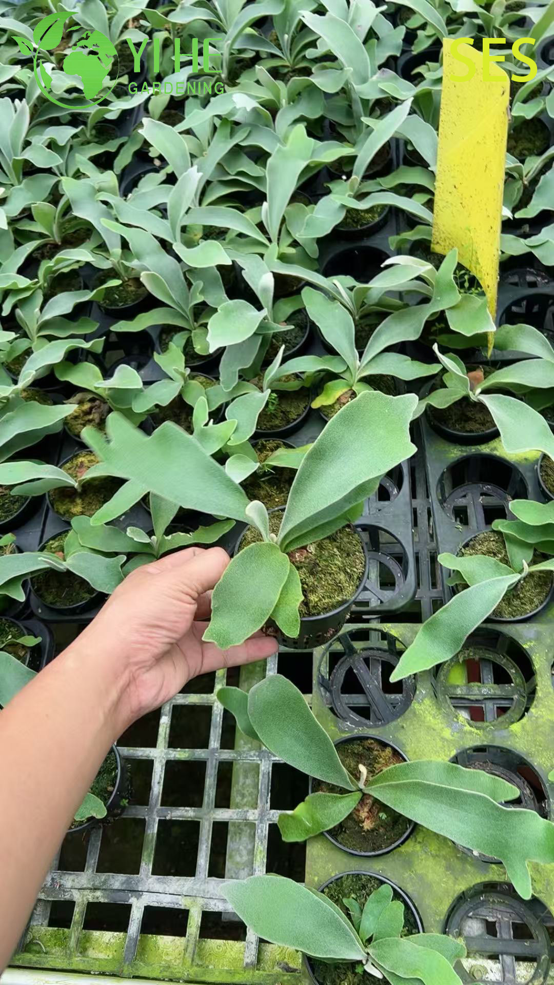 Wholesale Philodendron 'Celsos' Potted Plants for Indoor Tropical Foliage Decor
