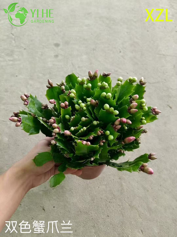 Wholesale Schlumbergera truncata Potted Plants for Indoor Holiday Flowering Decor