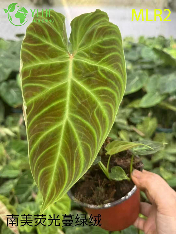 Wholesale Philodendron Plants - Tropical Foliage for Indoor Outdoor Decorative Landscaping