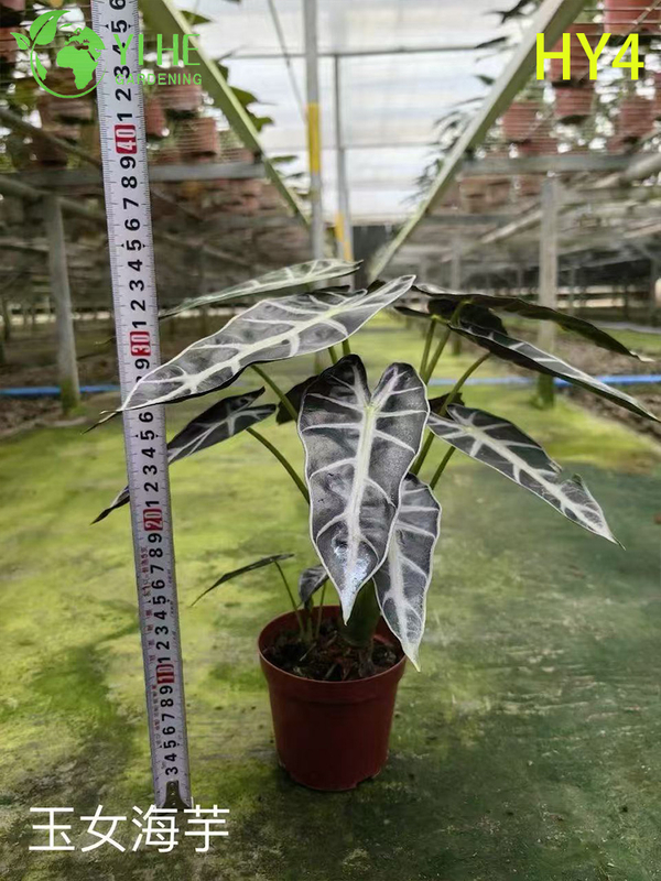Premium Large-Sized Tropical Alocasia Plants for Wholesale Export