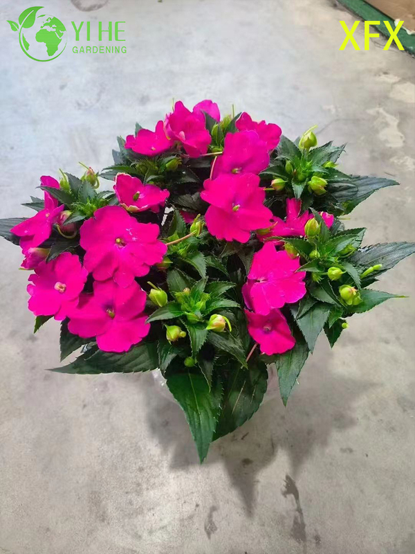Wholesale Impatiens 'New Variety' Potted Plants for Indoor Outdoor Colorful Flower Decor