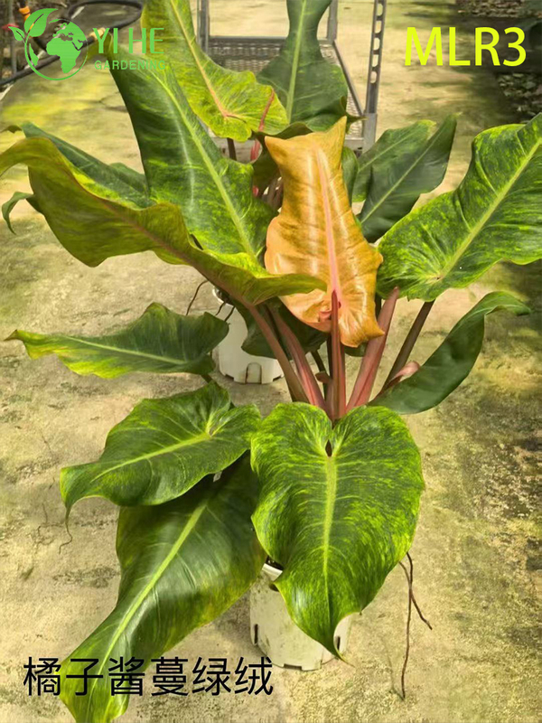 Wholesale Tropical Philodendron Plants for Indoor Outdoor Decoration