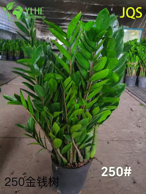 Wholesale Zamioculcas Zamiifolia Potted Plants for Indoor Low-Maintenance Decor