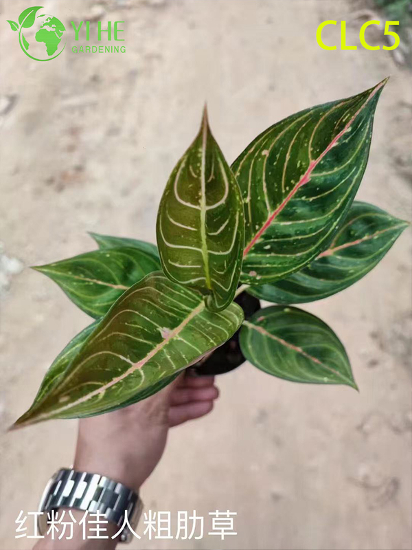 Wholesale Aglaonema Plants - Indoor Decorative Foliage with Vibrant Leaves for Home & Office