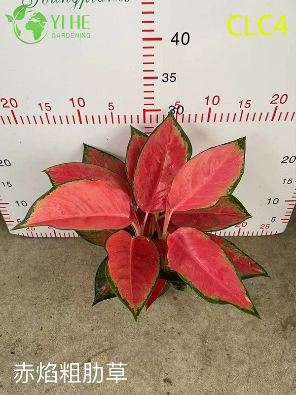 Wholesale Tropical Aglaonema Plants for Indoor Outdoor Decoration