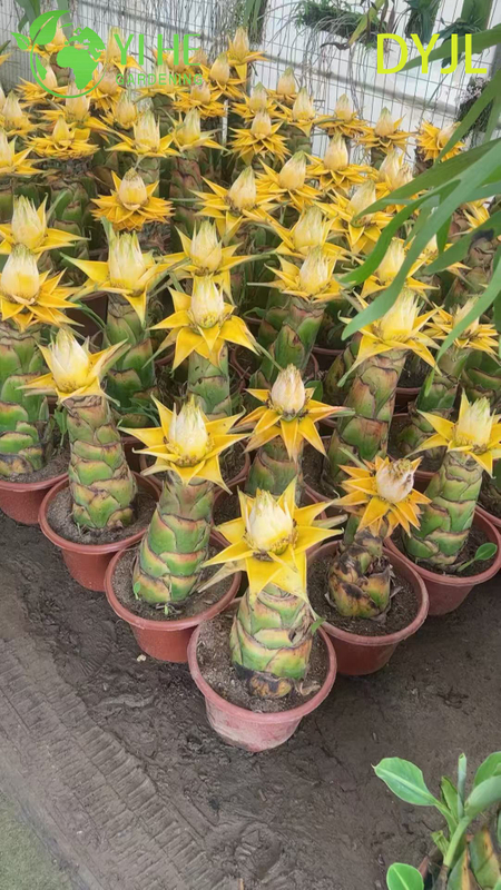Wholesale Musella Lasiocarpa Potted Plants for Outdoor Tropical Garden Decoration