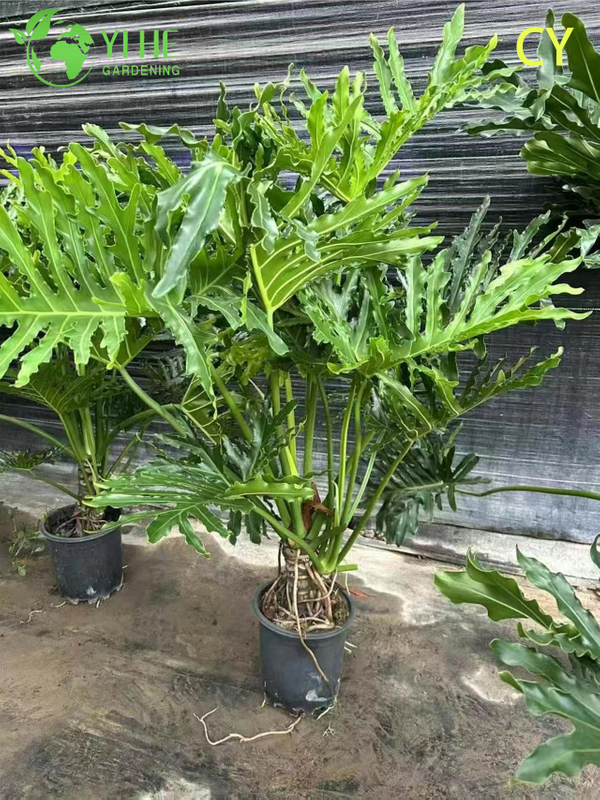 Wholesale Tropical Philodendron Selloum Hope Plant for Indoor Gardens Bonsai