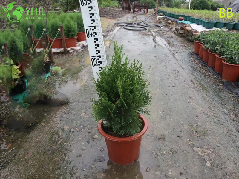 Wholesale Ornamental Evergreen Hinoki Cypress Tree for Outdoor Gardens Bonsai