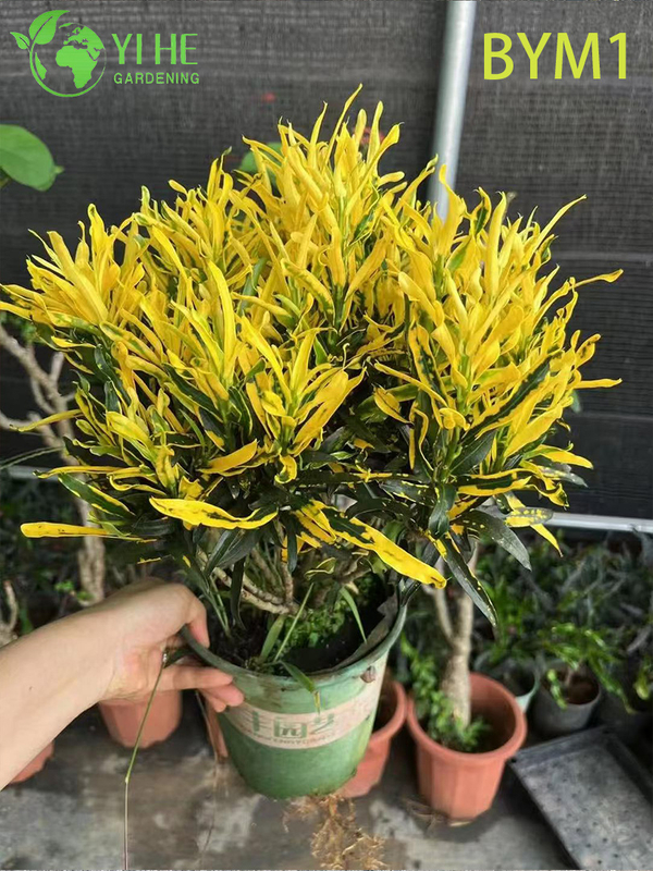 Wholesale Live Colorful Variegated Croton Plant for Indoor Garden Bonsai
