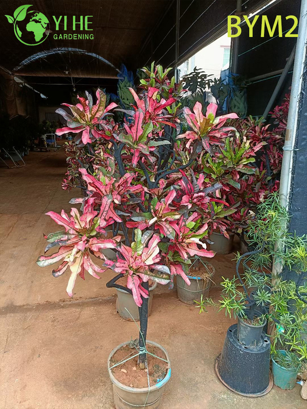 Wholesale Large Croton Standard Tree for Floor and Landscape Decor Bonsai