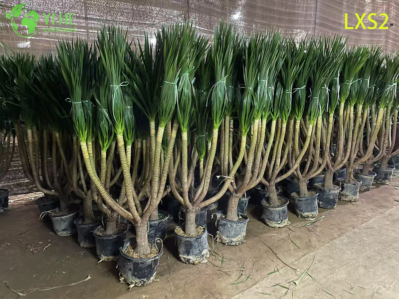 Ornamental Multi - branched Dracaena draco for Interior & Exterior Decor