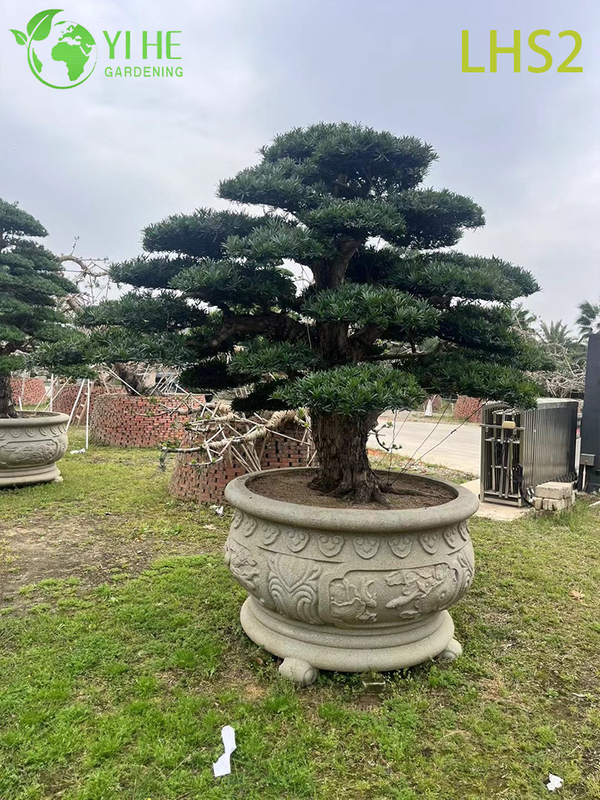 Artistically - Shaped Podocarpus Bonsai for Garden Display