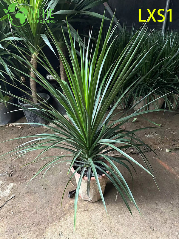Dracaena draco sempreverde alta per la decorazione di interni ed esterni