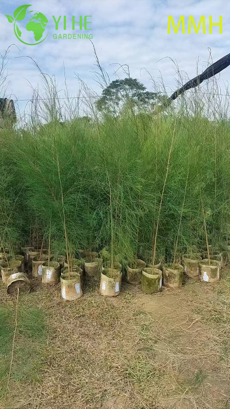 Hardy Casuarina Equisetifolia Tree for Landscape Greening