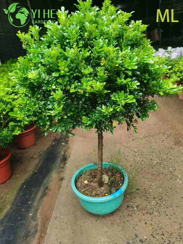 Fragrant Aglaia Odorata Bonsai for Indoor Decor