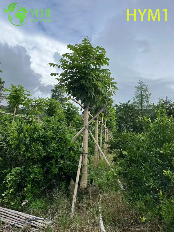 Ornamental Native Spathodea campanulata Flowering Tree