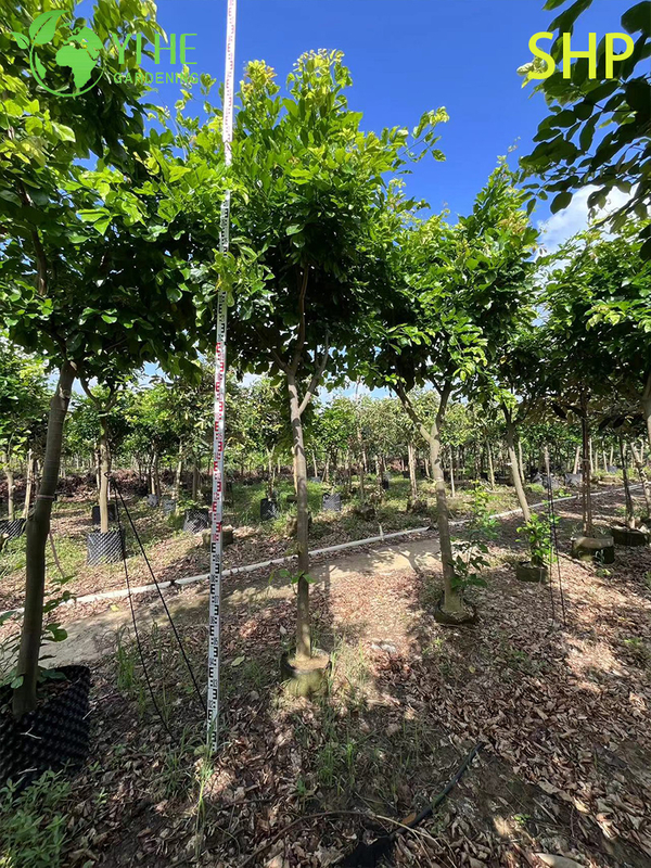 Ornamental Coastal Millettia pinnata Tree