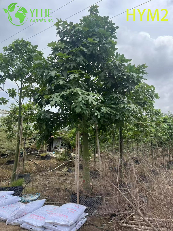 Ornamental Australian Brachychiton acerifolius Flame Tree