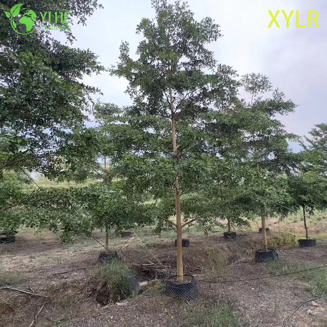 Ornamental Pyramidal Terminalia mantaly Tree