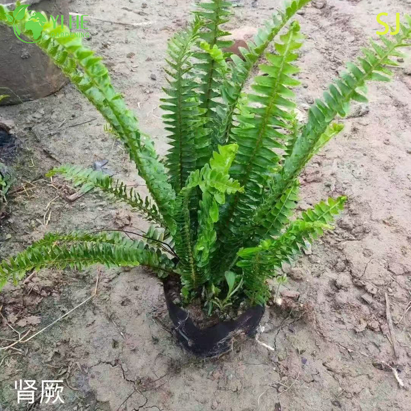 Wholesale Evergreen Ornamental Kidney Fern for Export Plant