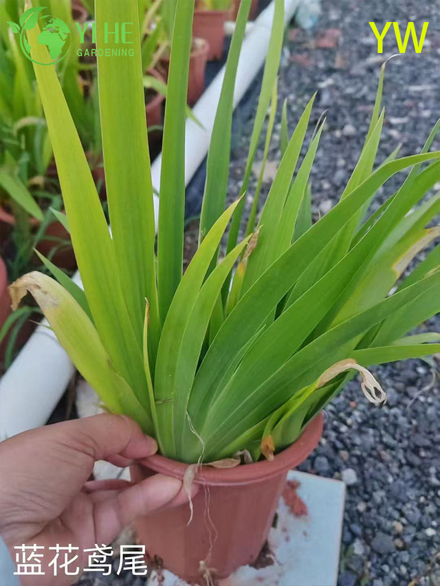 थोक निर्यात आइरिस फूल सजावटी बारहमासी उद्यान संयंत्र प्रीमियम गुणवत्ता