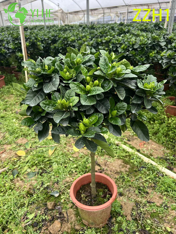 Wholesale Export Garden Gardenia Jasminoides Ornamental Flowering Shrub Premium Quality