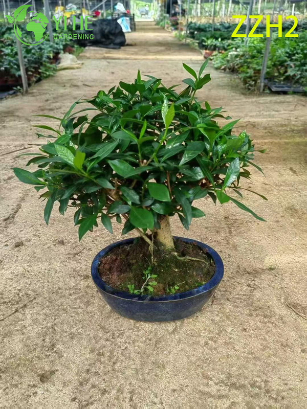 Wholesale Export Indoor Potted Gardenia Jasminoides Ornamental Flowering Plant Small-leaf