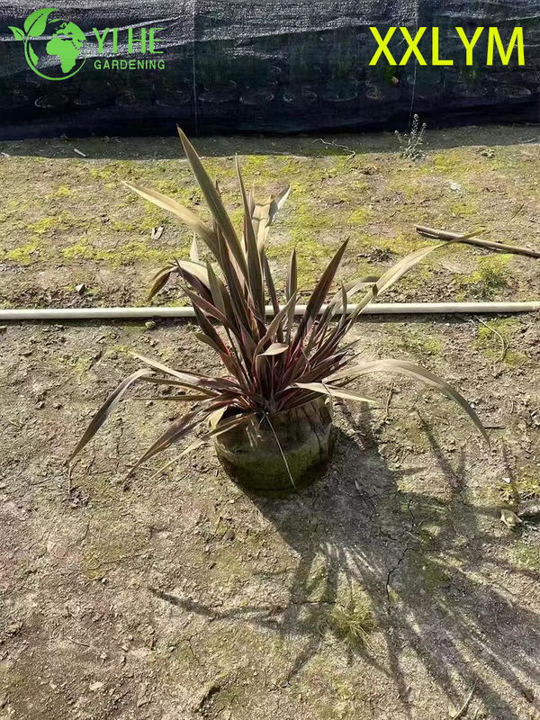 Wholesale Export New Zealand Flax Ornamental Evergreen Perennial Premium Quality