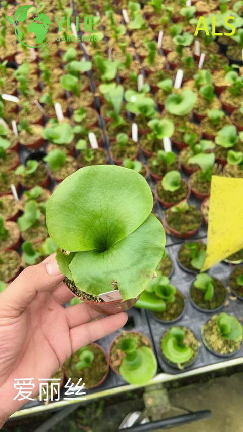 Wholesale Alice Potted Plants for Indoor Outdoor Garden Decoration