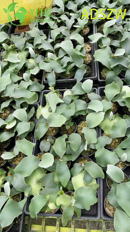Wholesale Andes Java Potted Plants for Indoor Outdoor Landscaping & Decoration