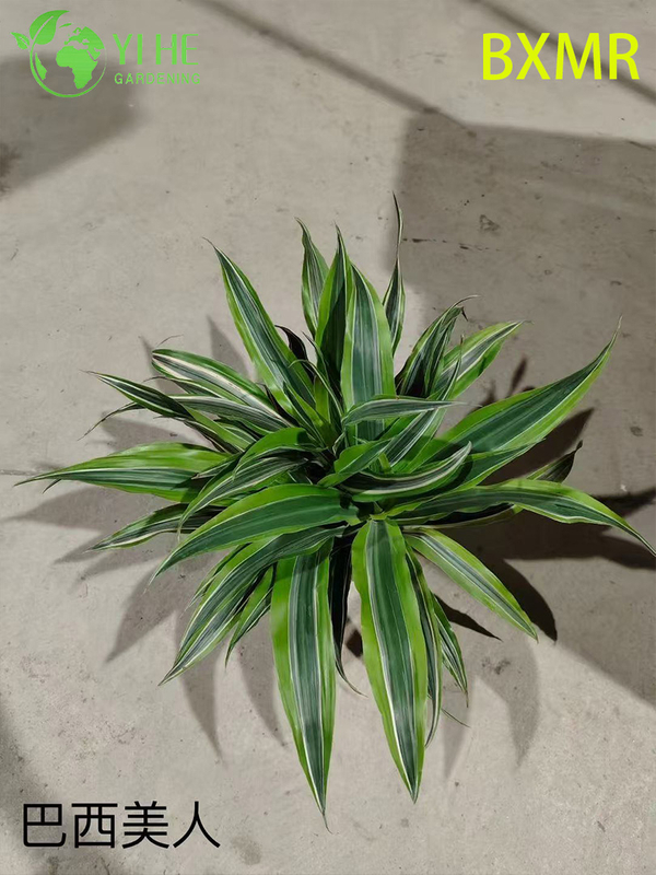Wholesale Brazilian Beauty Potted Plants for Indoor Outdoor Tropical Decoration