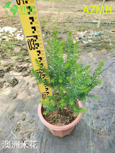 Wholesale Australian Rice Flower Potted Plants for Indoor Outdoor Decoration & Bouquets