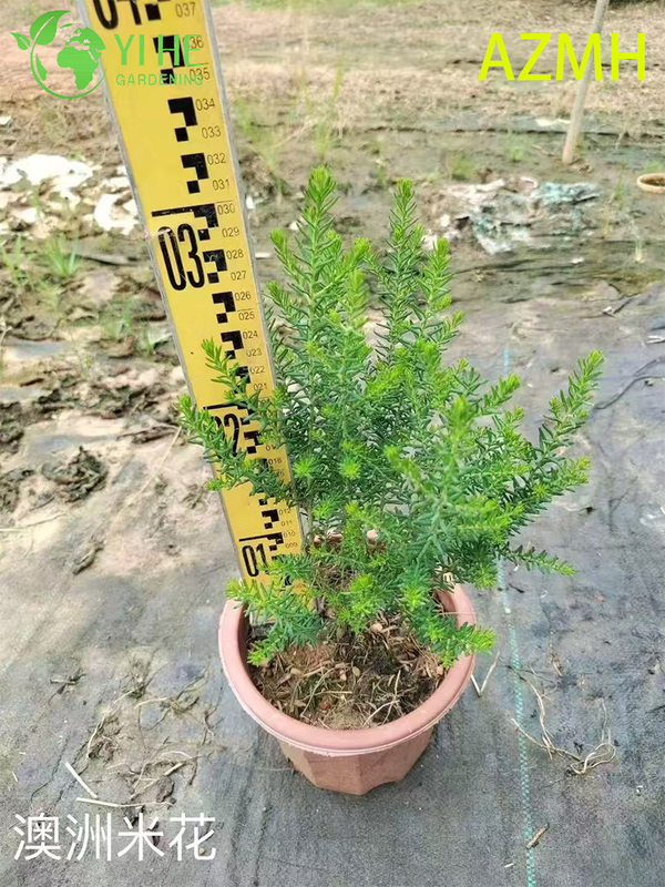 Wholesale Australian Rice Flower Potted Plants for Indoor Outdoor Decoration & Bouquets