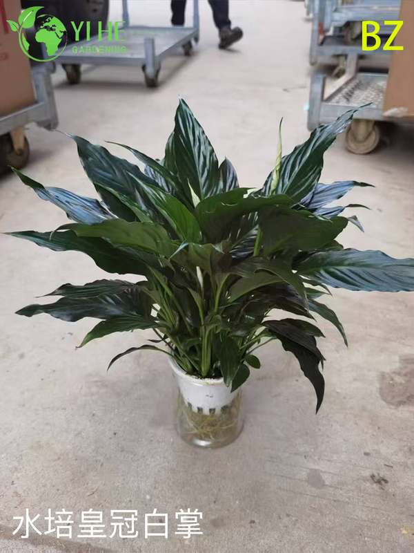 Wholesale White Spathiphyllum Potted Plants for Indoor Air-Purifying Decoration