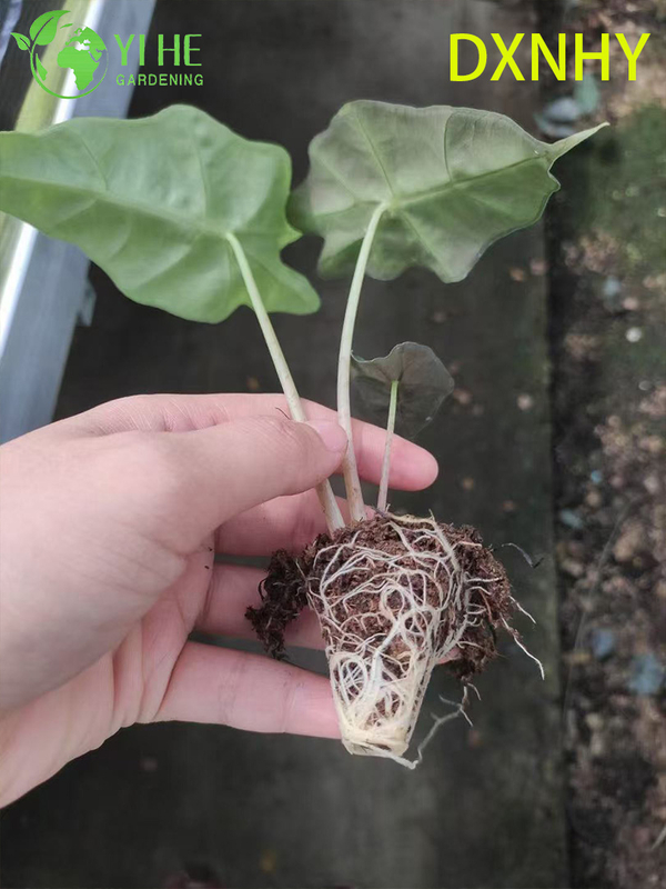 Wholesale Export Giant Fairy Alocasia Seedlings | Tropical Ornamental Foliage Seedlings