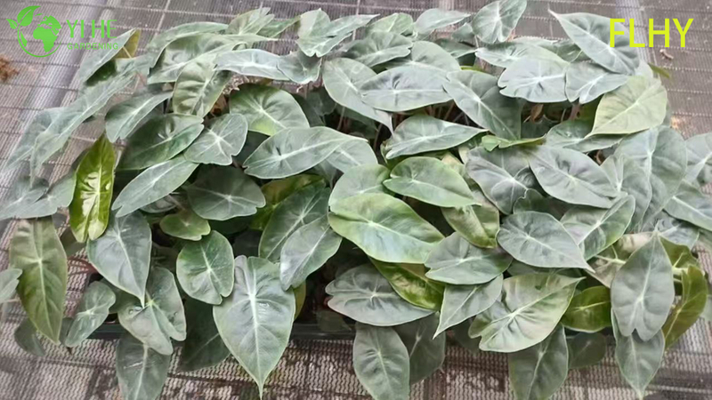 Esportazione all'ingrosso Piantine di Alocasia Pink Dragon | Piantine di fogliame ornamentale tropicale