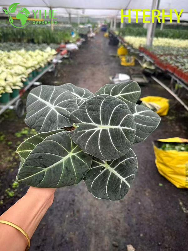 Piantine di alocasia di velluto nero per esportazione all'ingrosso | Piantine di fogliame ornamentale tropicale