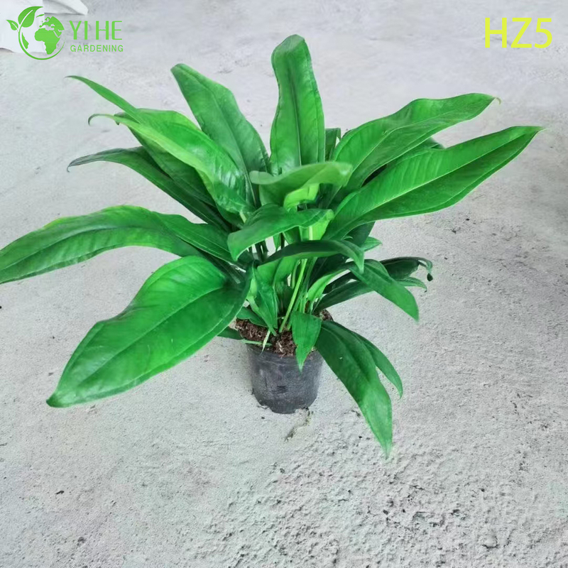 Exportation en gros de semis d'Anthurium King/Tie | Semis de feuillage ornemental tropical