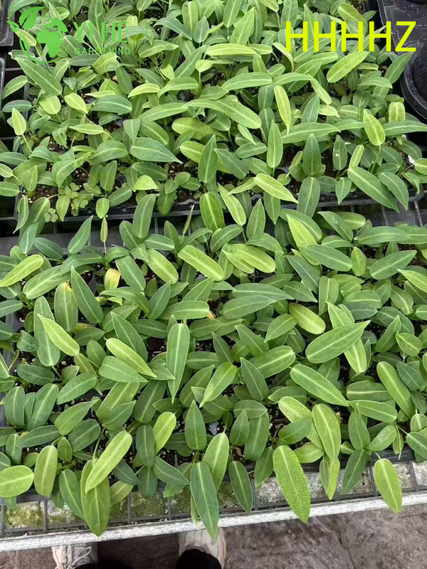 تصدير شتلات فلامنغو الملكة أنثوريوم بالجملة | شتلات أوراق الزينة الاستوائية