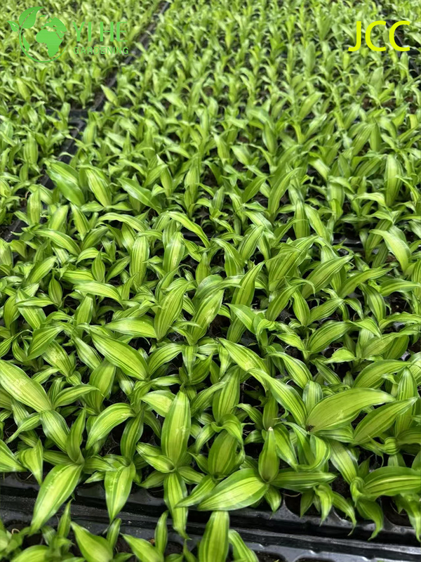 Exportation en gros de semis de feuillage tropical Golden Shine | Plants de plantes ornementales