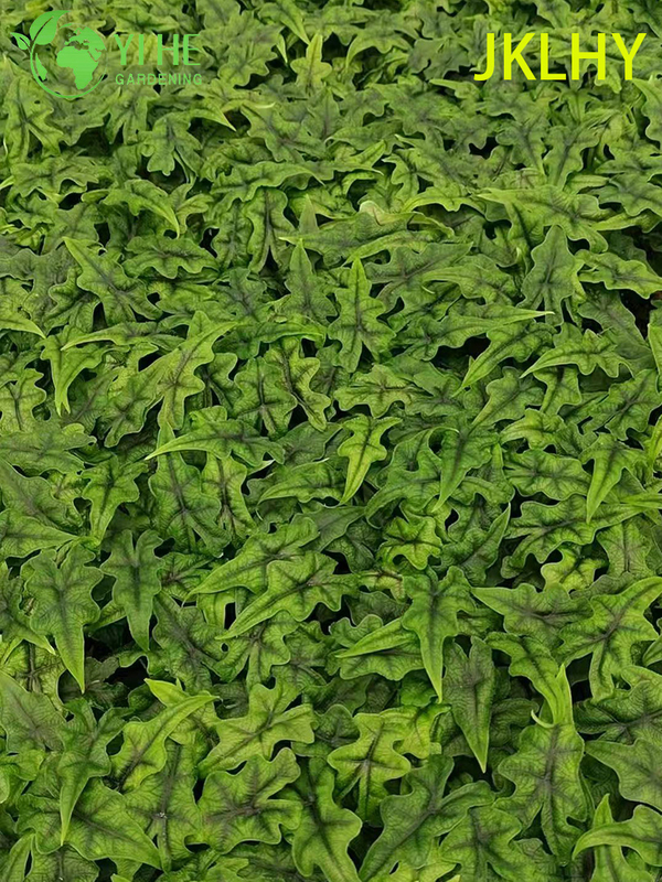 Piantine di Jacklyn Alocasia esportazione all'ingrosso | Piantine di fogliame ornamentale tropicale