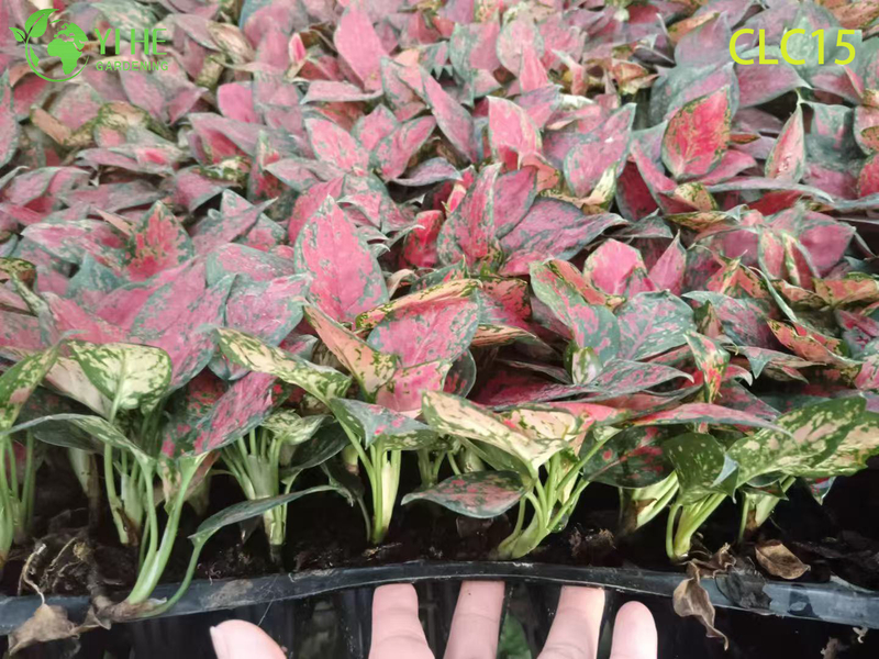 Premium Golden & Black Peony Aglaonema | Wholesale Export Tropical Foliage Plants Seedlings