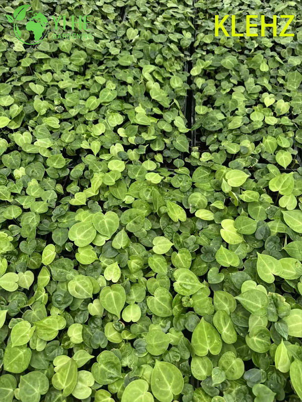 Exportation en gros de semis d'Anthurium Klein | Semis de feuillage ornemental tropical