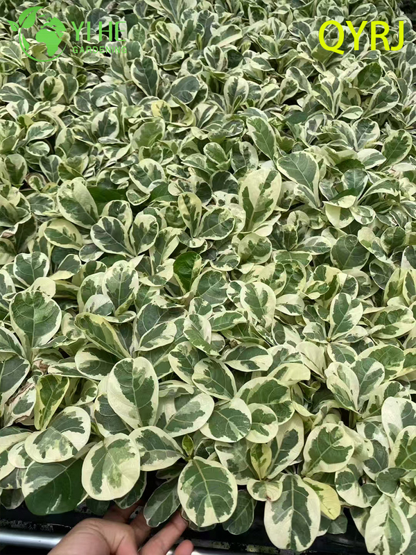 Piantine variegate di fico a foglia di violino per esportazione all'ingrosso | Piantine di piante ornamentali tropicali