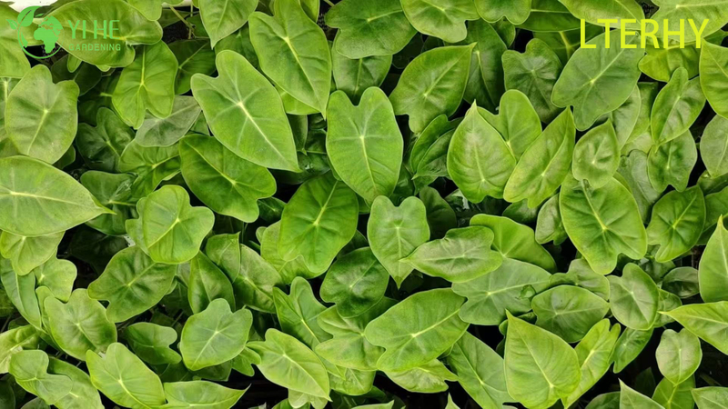 Großhandel Export Green Velvet Alocasia Sämlinge | Tropische Zierlaubsämlinge