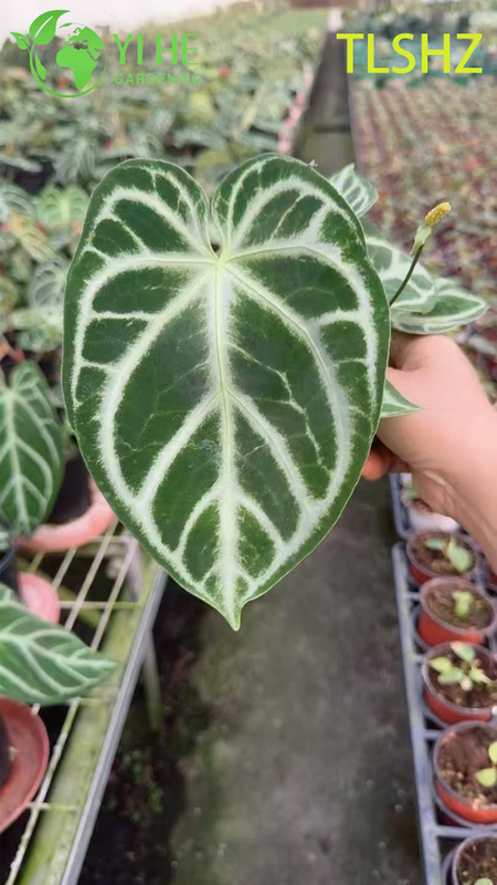 Wholesale Export Anthurium crystallinum 'Dorayaki' Seedlings | Tropical Ornamental Foliage Seedlings