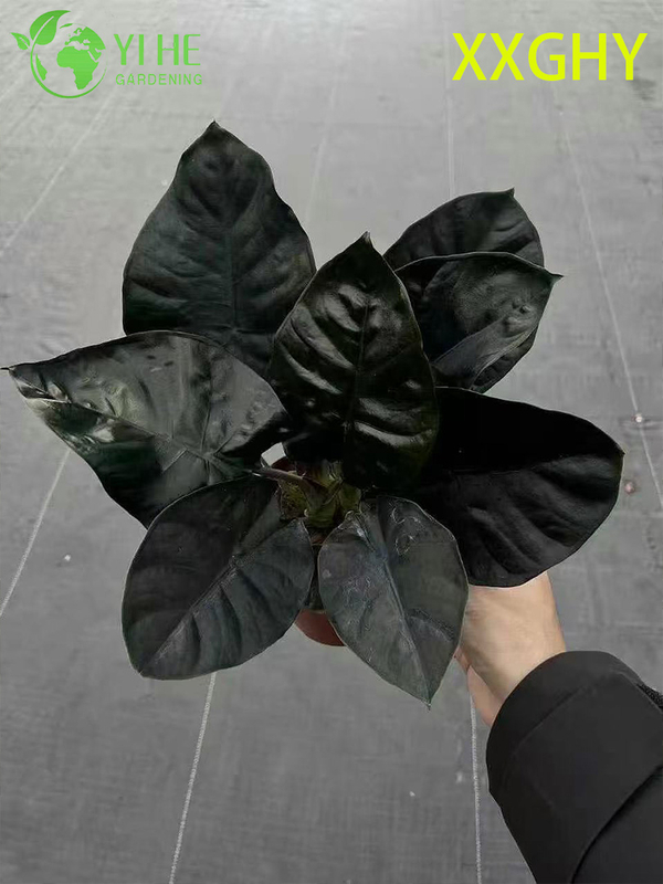 Wholesale Export Vampire Alocasia Seedlings | Tropical Ornamental Foliage Seedlings