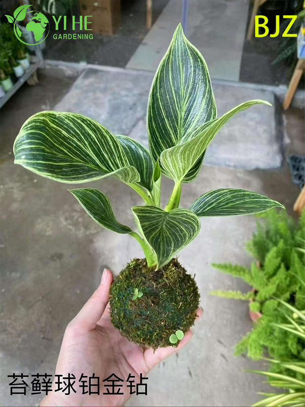 Wholesale Platinum Diamond Potted Plants for Indoor Luxury Foliage Decoration