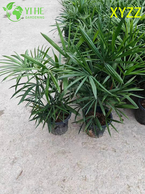 Exportación al por mayor de arbusto de hoja perenne ornamental de palma enana de señora de calidad superior